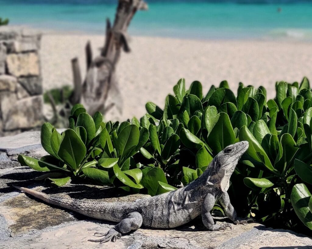 Meksyk iguana