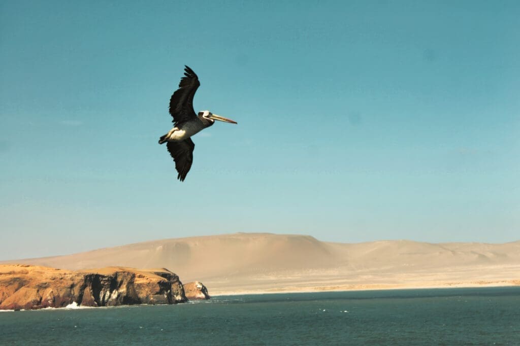 Peru Paracas natura