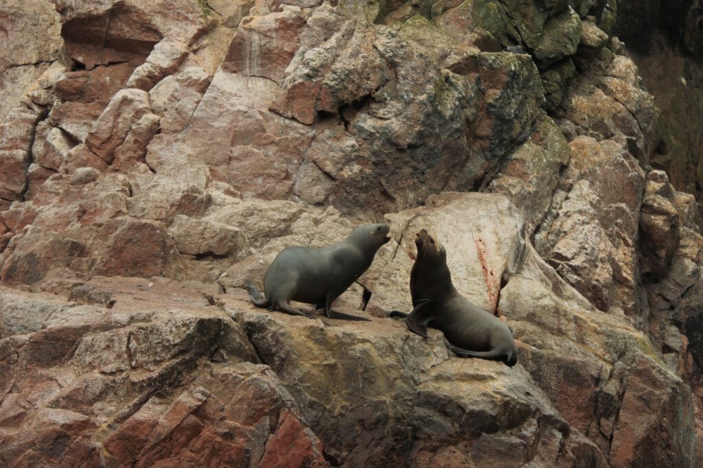 Peru wyspy Ballestas