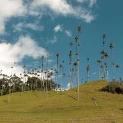 Kolumbia Valle de Cocora