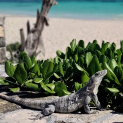 Meksyk iguana