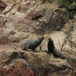 Peru wyspy Ballestas